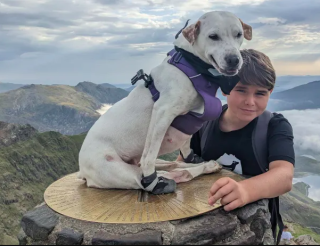 Спасенная собака-инвалид Хоуп стала первой, кто взошел на гору Сноудон в инвалидной коляске